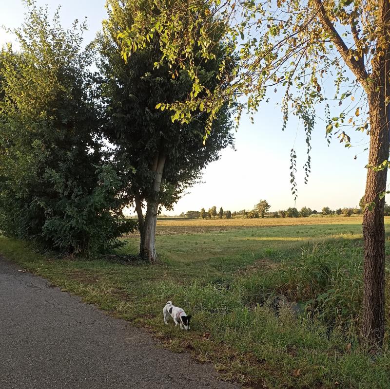 Fotosegnalazione di Travagliato