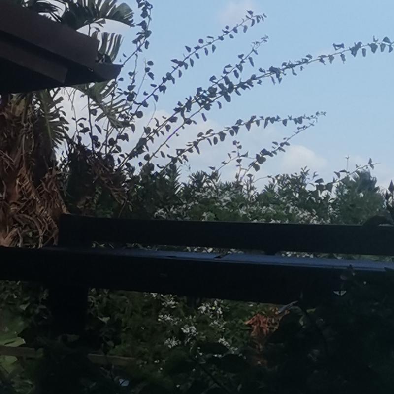 Fotosegnalazione di Campofelice di roccella