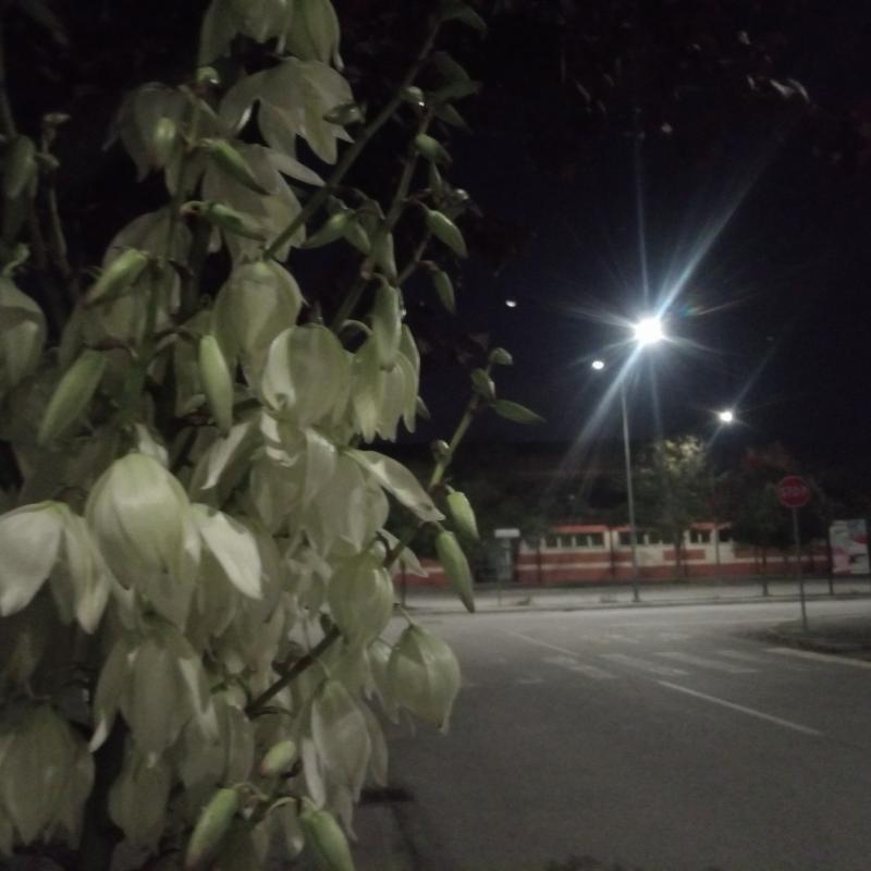 Fotosegnalazione di Bagnarola