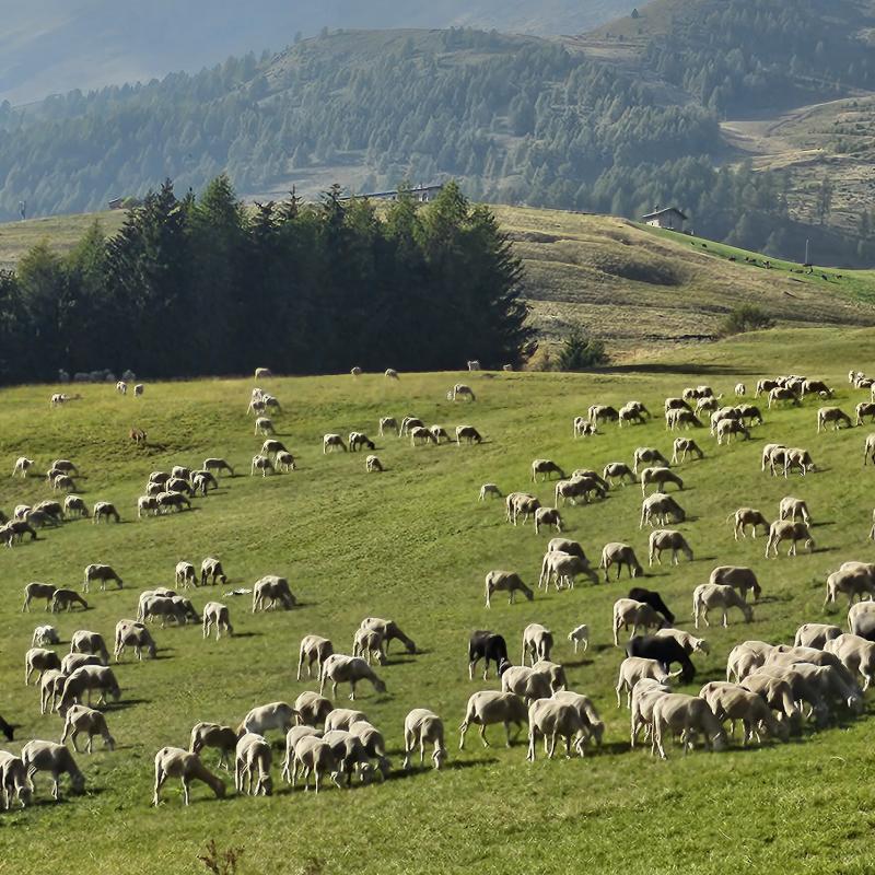pastorizia e turismo