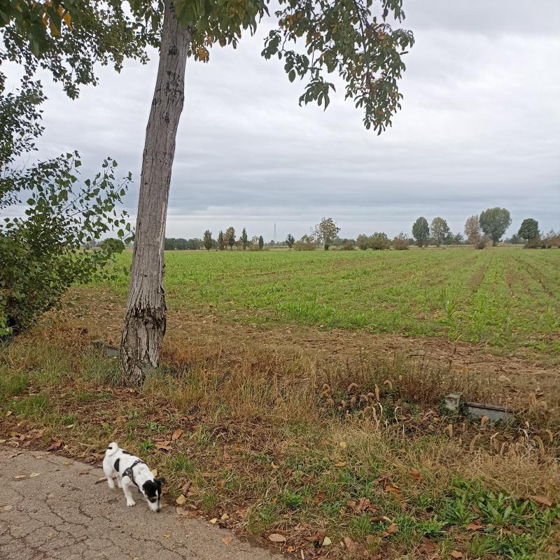 Fotosegnalazione di Travagliato