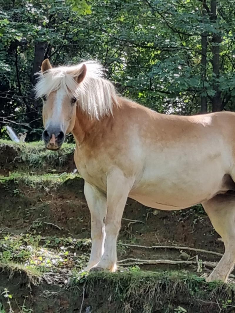 bellissima cavallina sul monte robbio