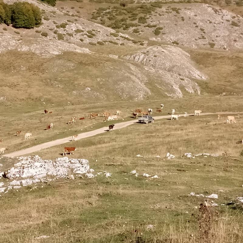 alta montagna pascolo Pereto 2023