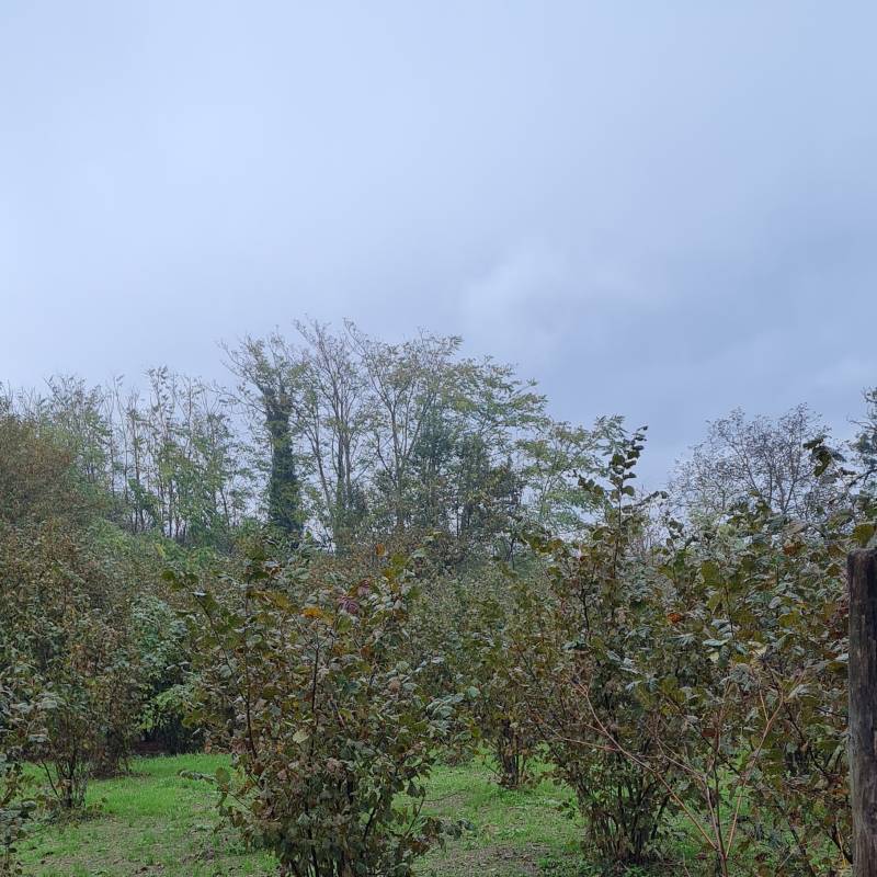 Fotosegnalazione di Montefredane