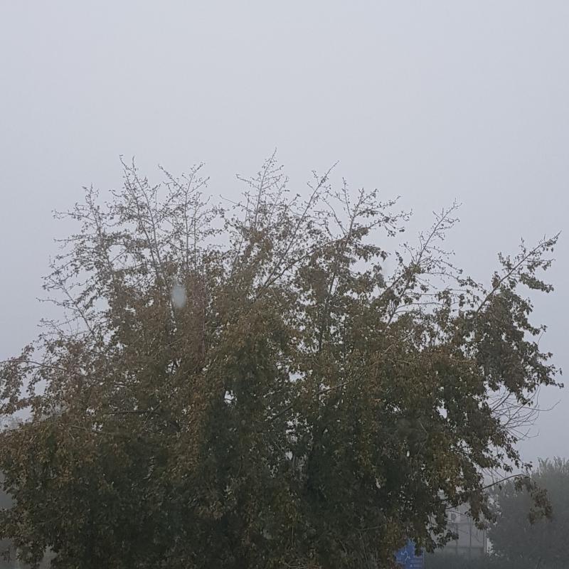 Fotosegnalazione di Castelvetro di modena