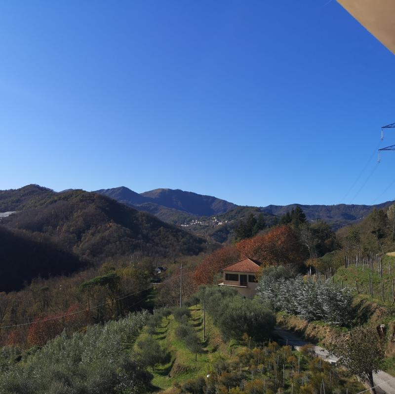 Fotosegnalazione di Neirone