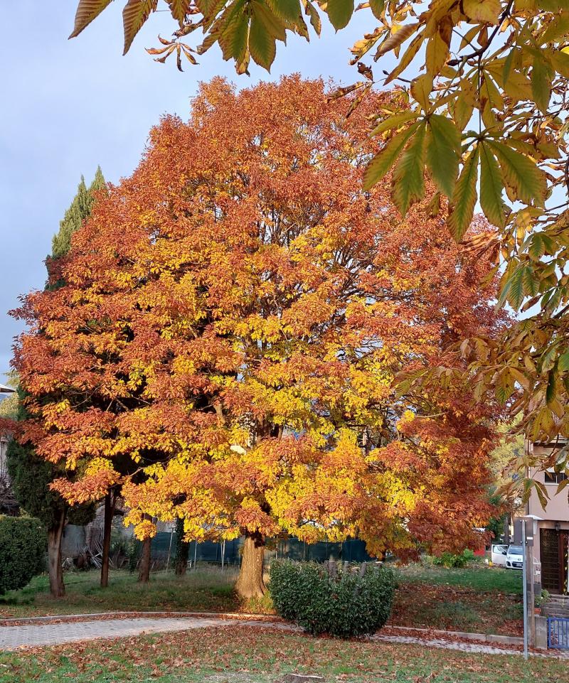 AUTUNNO A VITTORIO VENETO