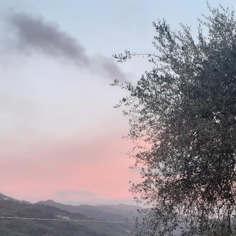 Fotosegnalazione di Stellanello