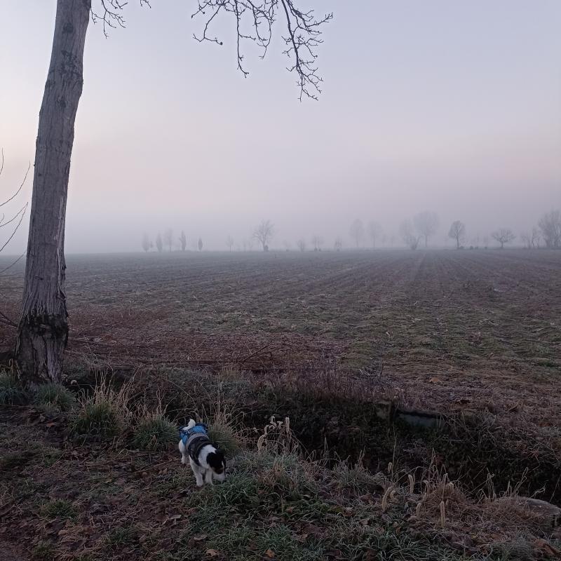 Fotosegnalazione di Travagliato