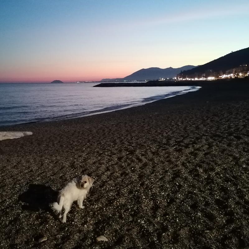 sun set and molly on the beach