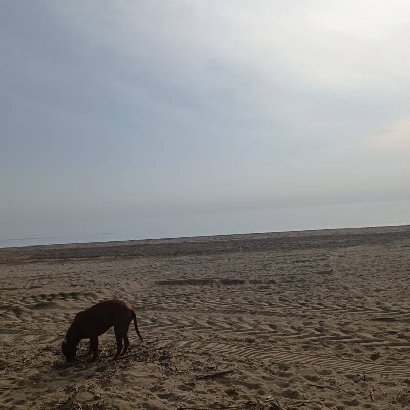 Fotosegnalazione di Caorle