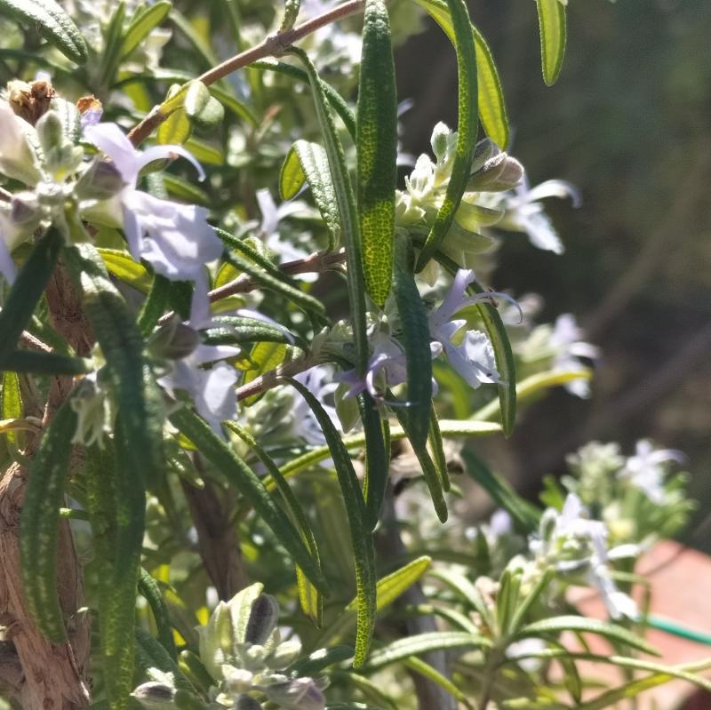 Fotosegnalazione di Vasto