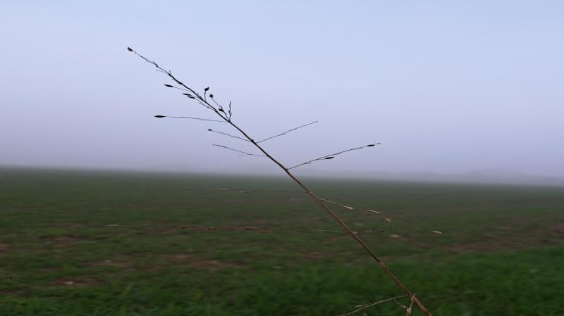 un muro di nebbia che arriva dal are