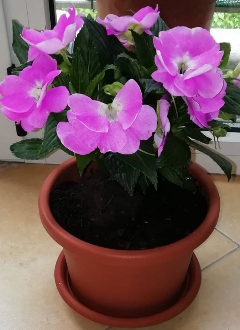 la primavera a casa mia