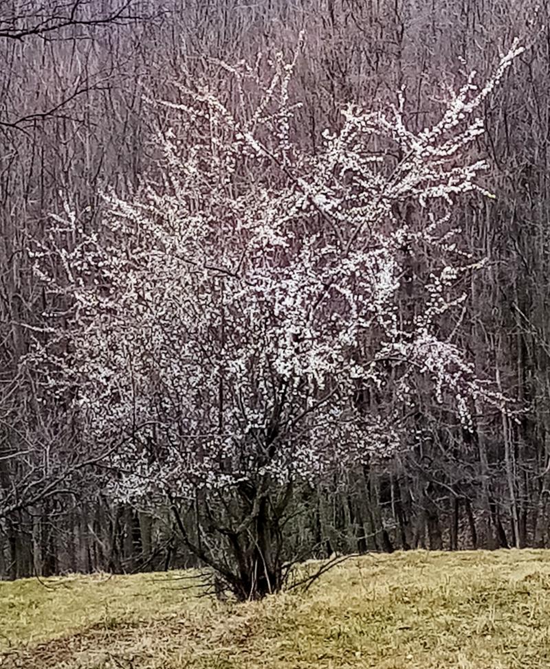 primavera in anticipo troppo in anticipo