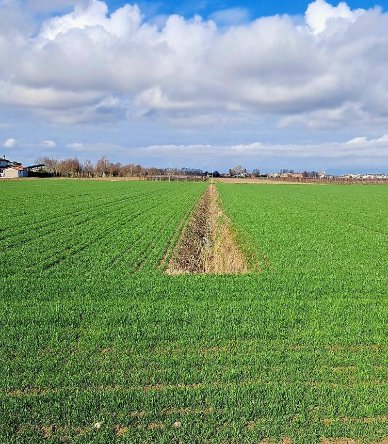 i campi gia' con il tenero e verde frumento