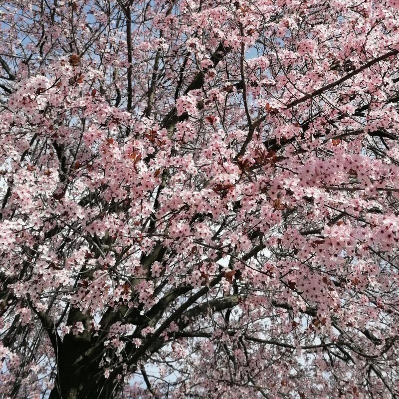 Villorba in fiore