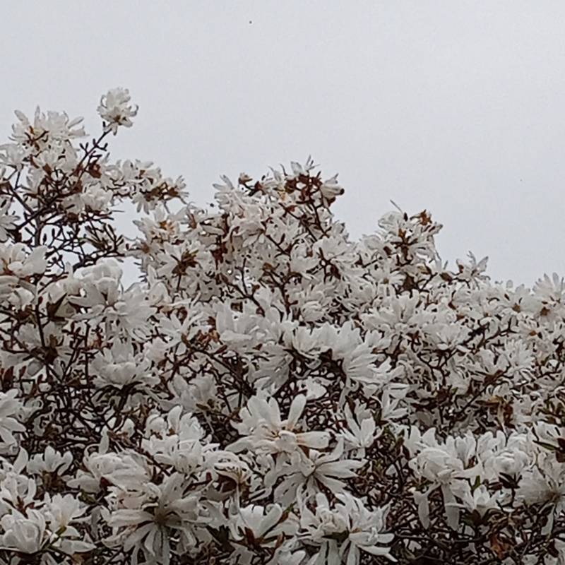 Fotosegnalazione di Pessano con bornago