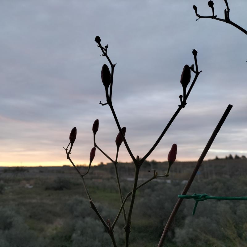 Fotosegnalazione di Vasto