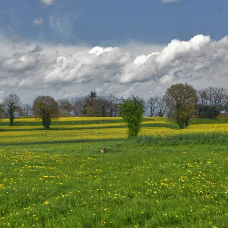 campi di colza alle mansarine