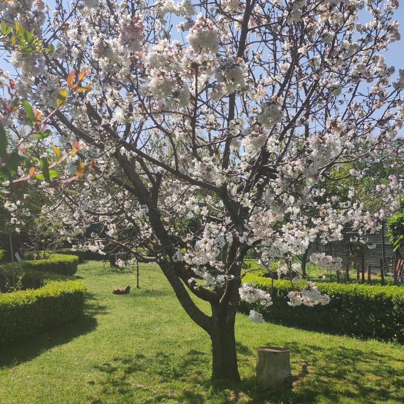 Ciliegio in fiore a lamezia terme