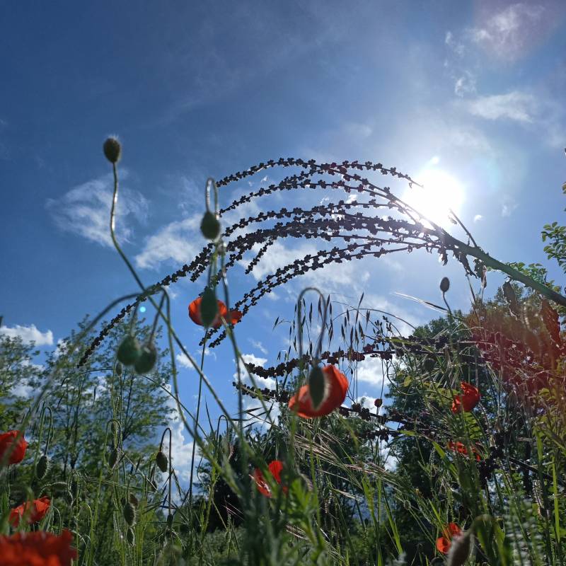Fotosegnalazione di Savignano sul panaro