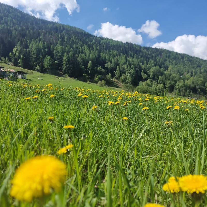 Fotosegnalazione di Corteno golgi