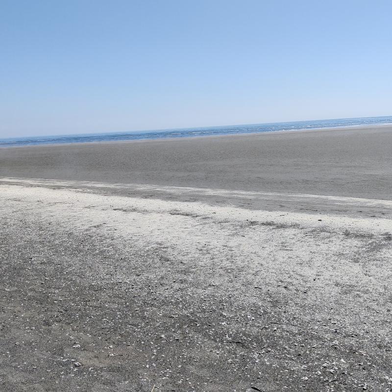 Fotosegnalazione di Rosolina mare