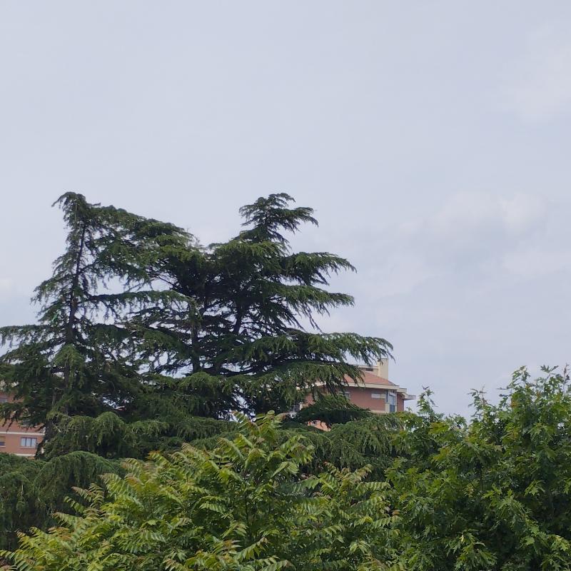 Fotosegnalazione di Grugliasco