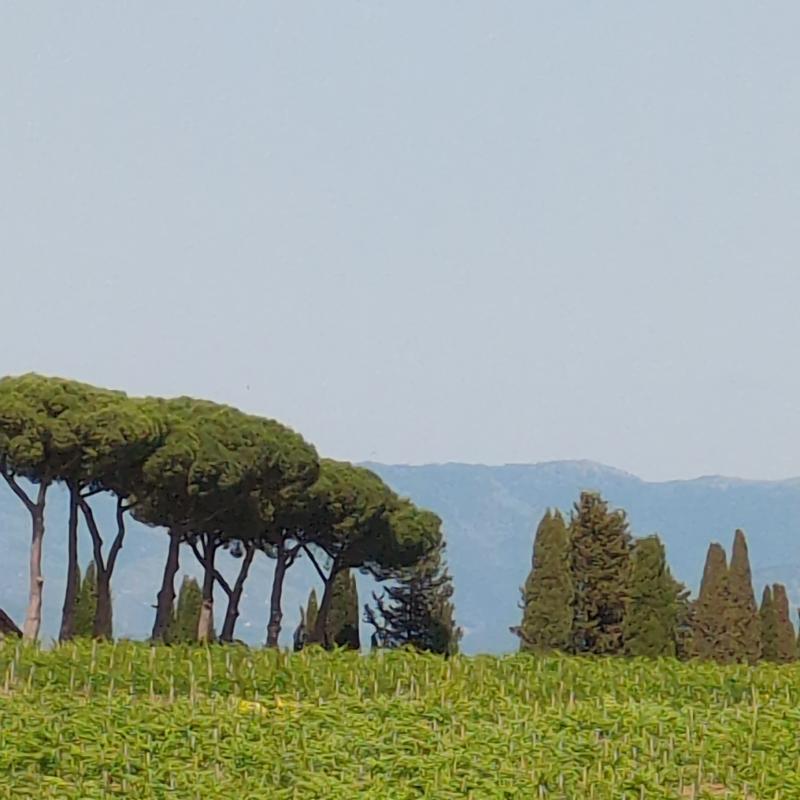 Fotosegnalazione di Monte porzio catone