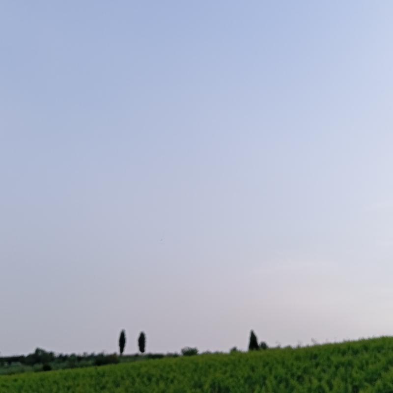 Fotosegnalazione di Vinci