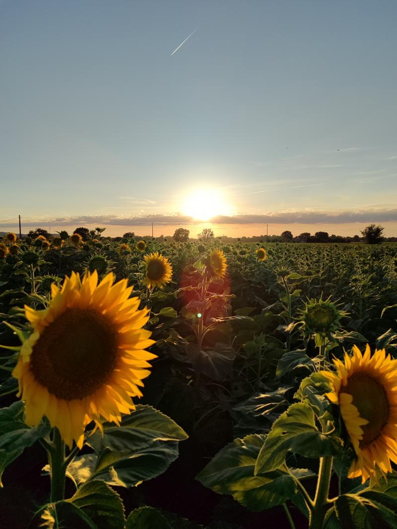 giugno fioriscono i girasoli