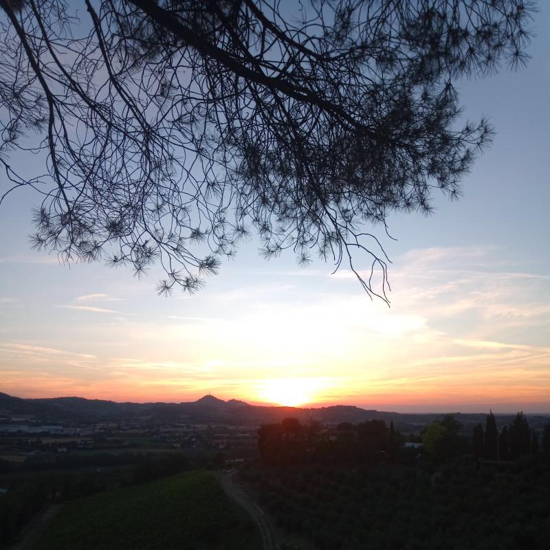 Fotosegnalazione di Cesena cesuola