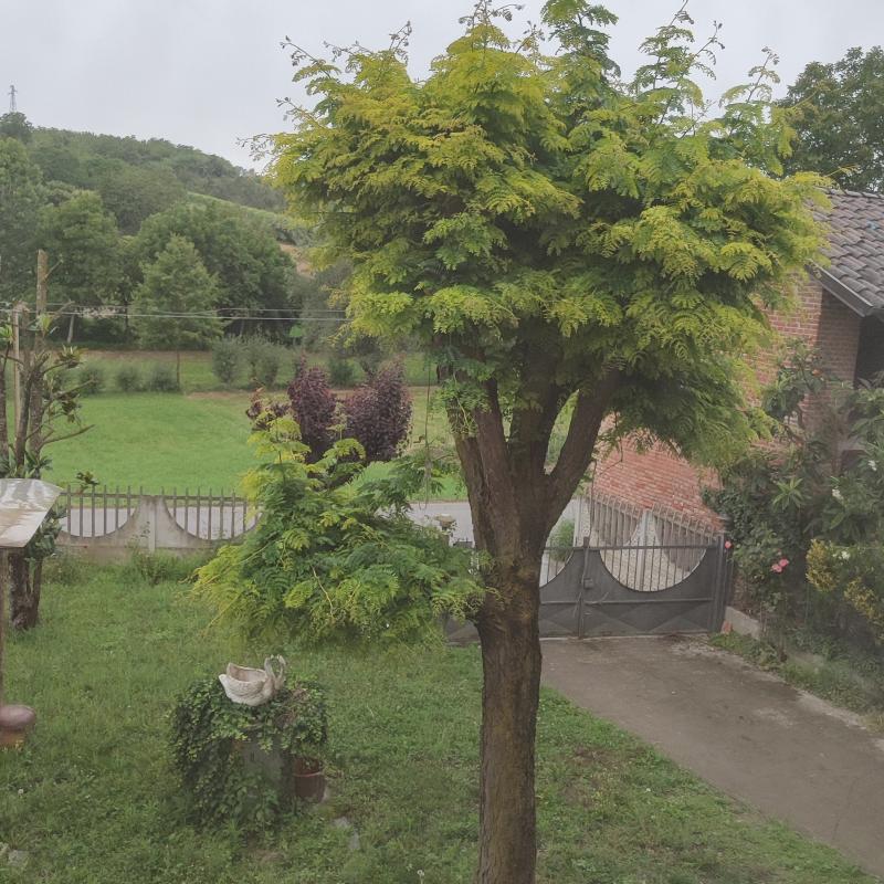 Fotosegnalazione di San damiano d'asti