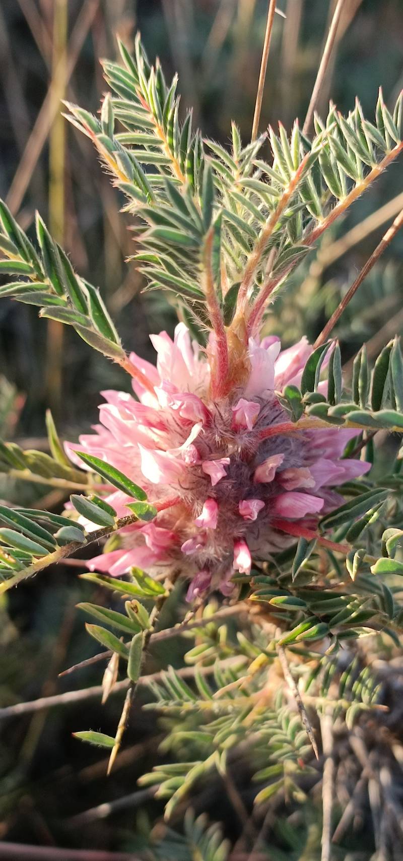 astragalus parnassisubsp.calabricusby gianluca congi