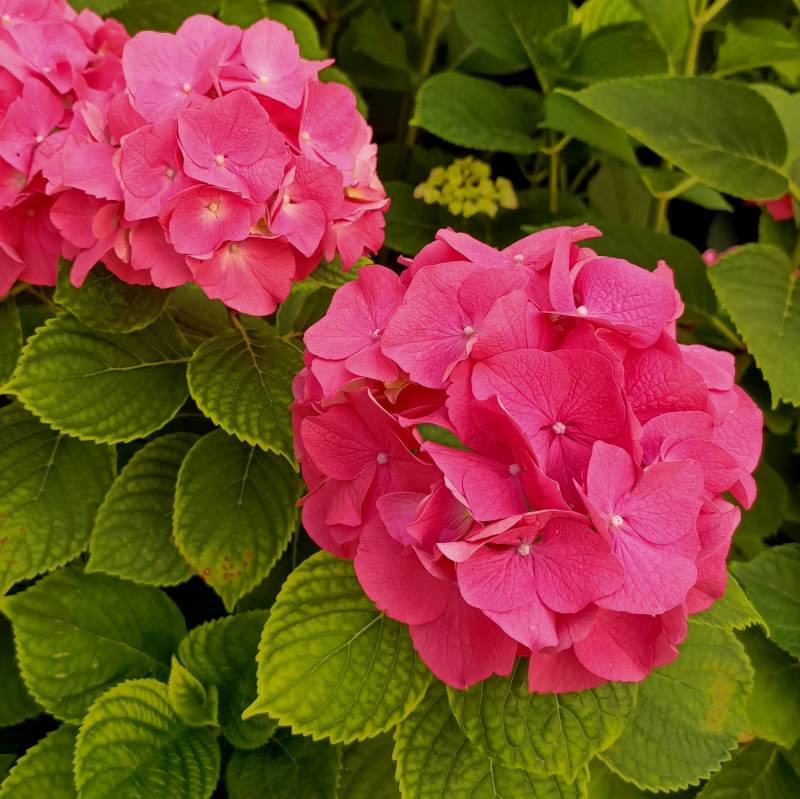 ortensie fucsia