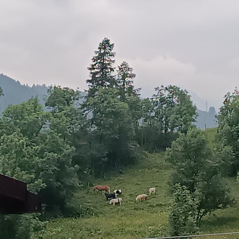 Cavalli sotto la pioggia