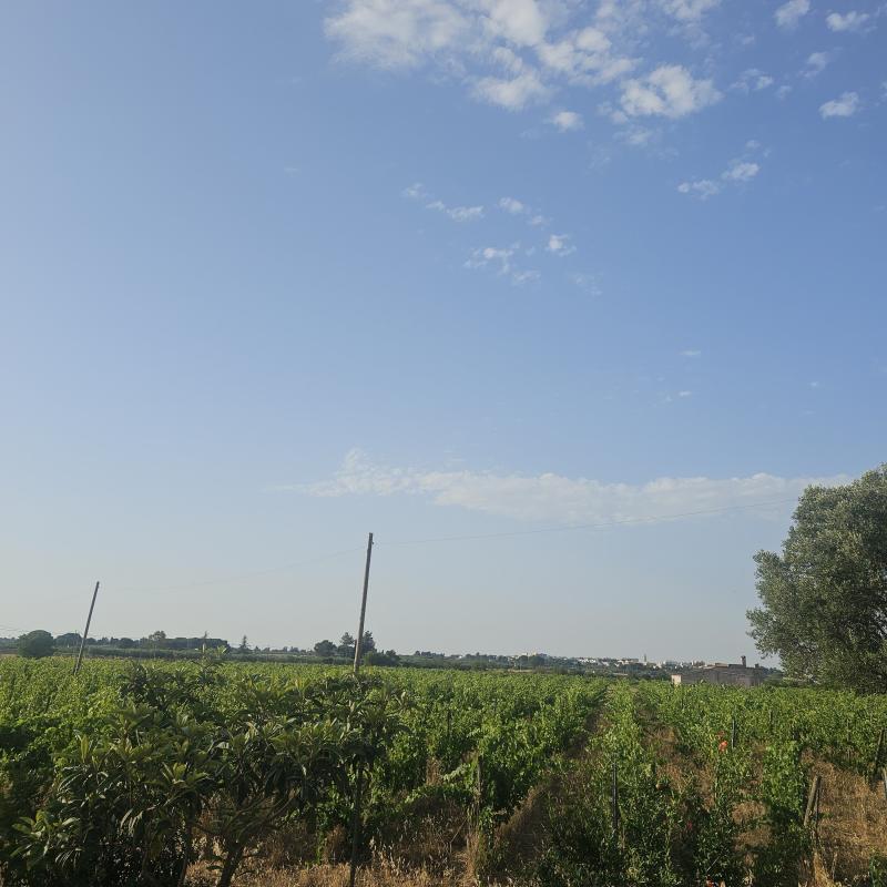 Fotosegnalazione di Gioia del colle