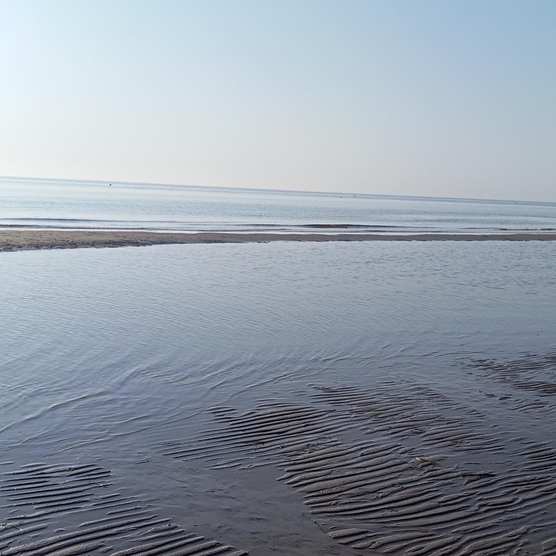 Fotosegnalazione di Rosolina mare
