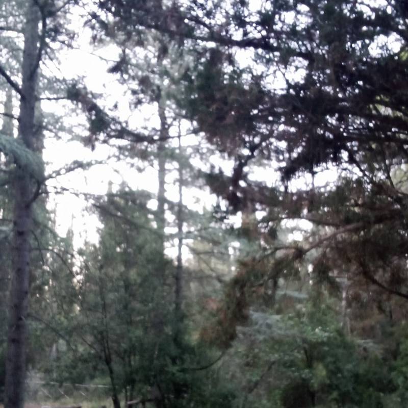 Foto segnalazione Foresta Mercadante cassano delle murge