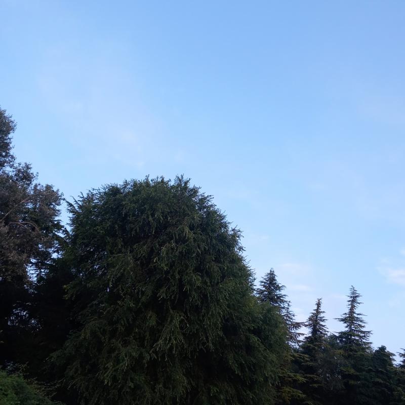 Un albero nello sfondo del cielo azzurro nel veneziano stasera