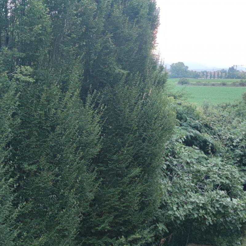 Fotosegnalazione di Terno d'isola