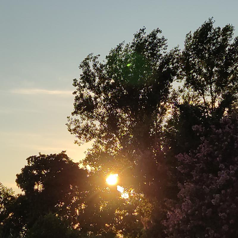 Tramonto tra gli alberi.....