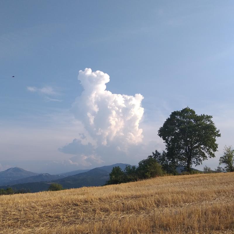 La nube e l'albero. tornareccio.