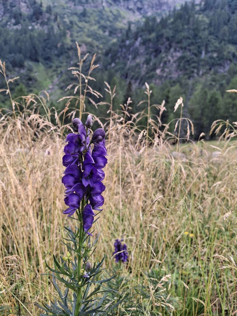 nella radura un fiore dai petali viola