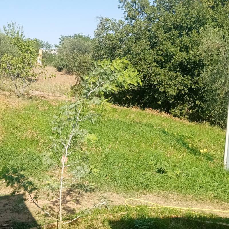 campagna pisticcese