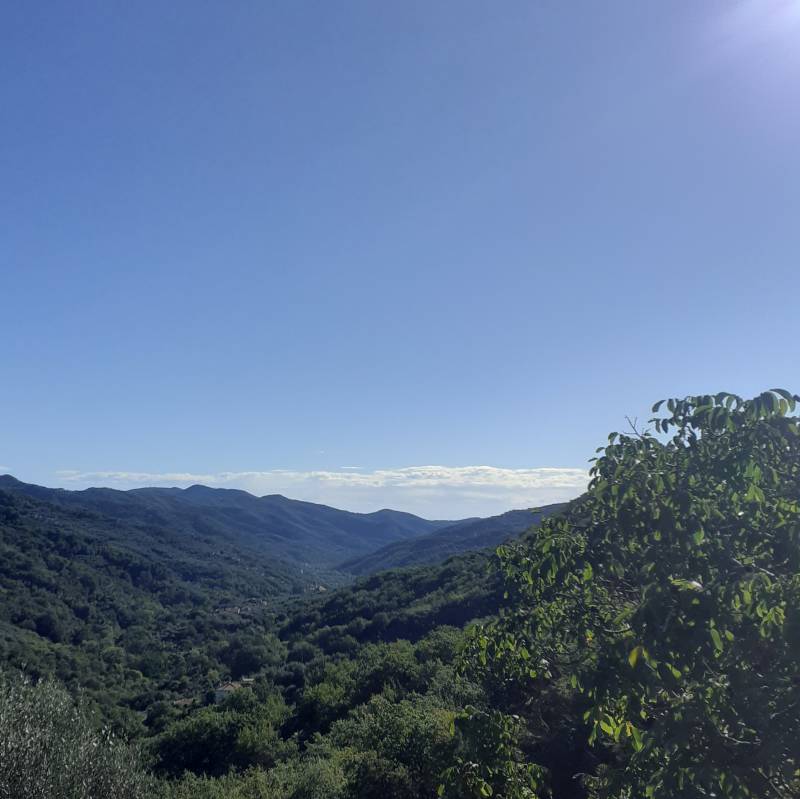 Fotosegnalazione di Stellanello