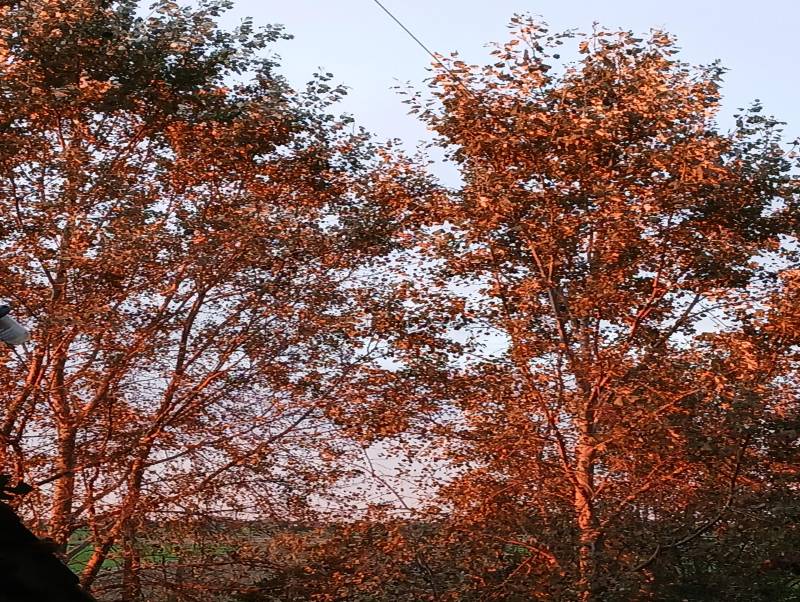 riflesso del tramonto sugli alberi