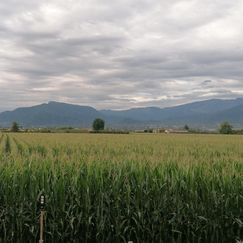 Fotosegnalazione di Bibiana