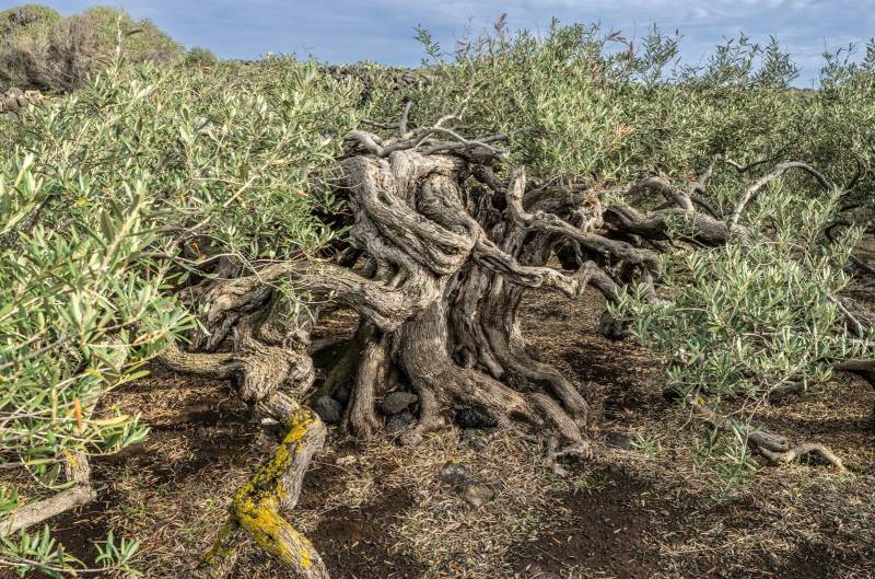 gli ulivi striscianti di Pantelleria